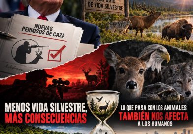 Sociedad Animal A.C. – ¿Te imaginas que un refugio para animales se convierta en un lugar donde puedan ser cazados?